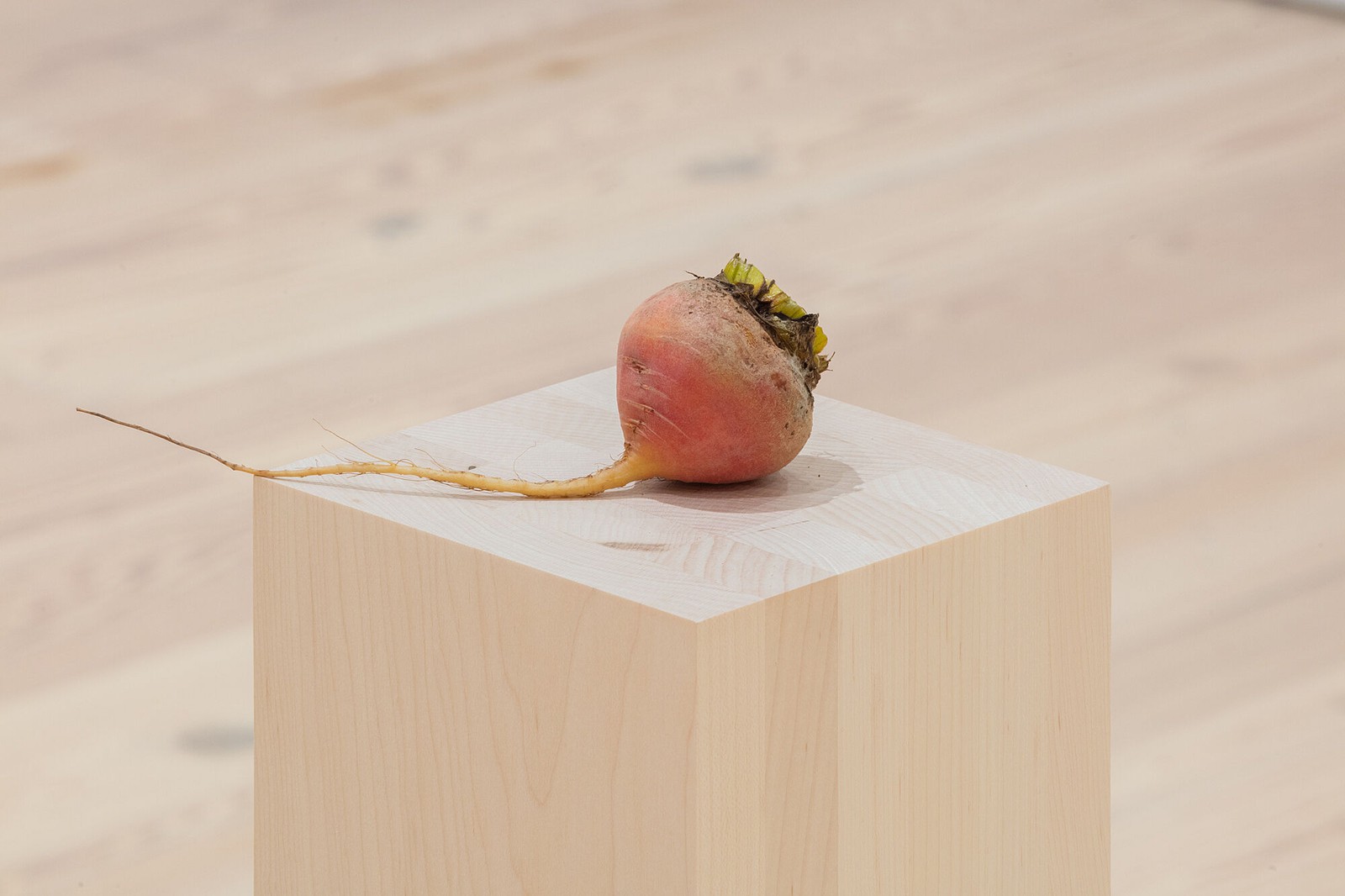 Installation view, fruits, vegetables; fruit and vegetable salad, Whitney Museum of American Art, New York, 2020